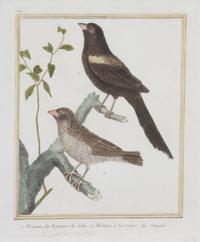 A Group of Six Hand-Colored Ornithological Engravings Height of each plate 9 1/2 x width 7 1/4 inches. — 20TH CENTURY