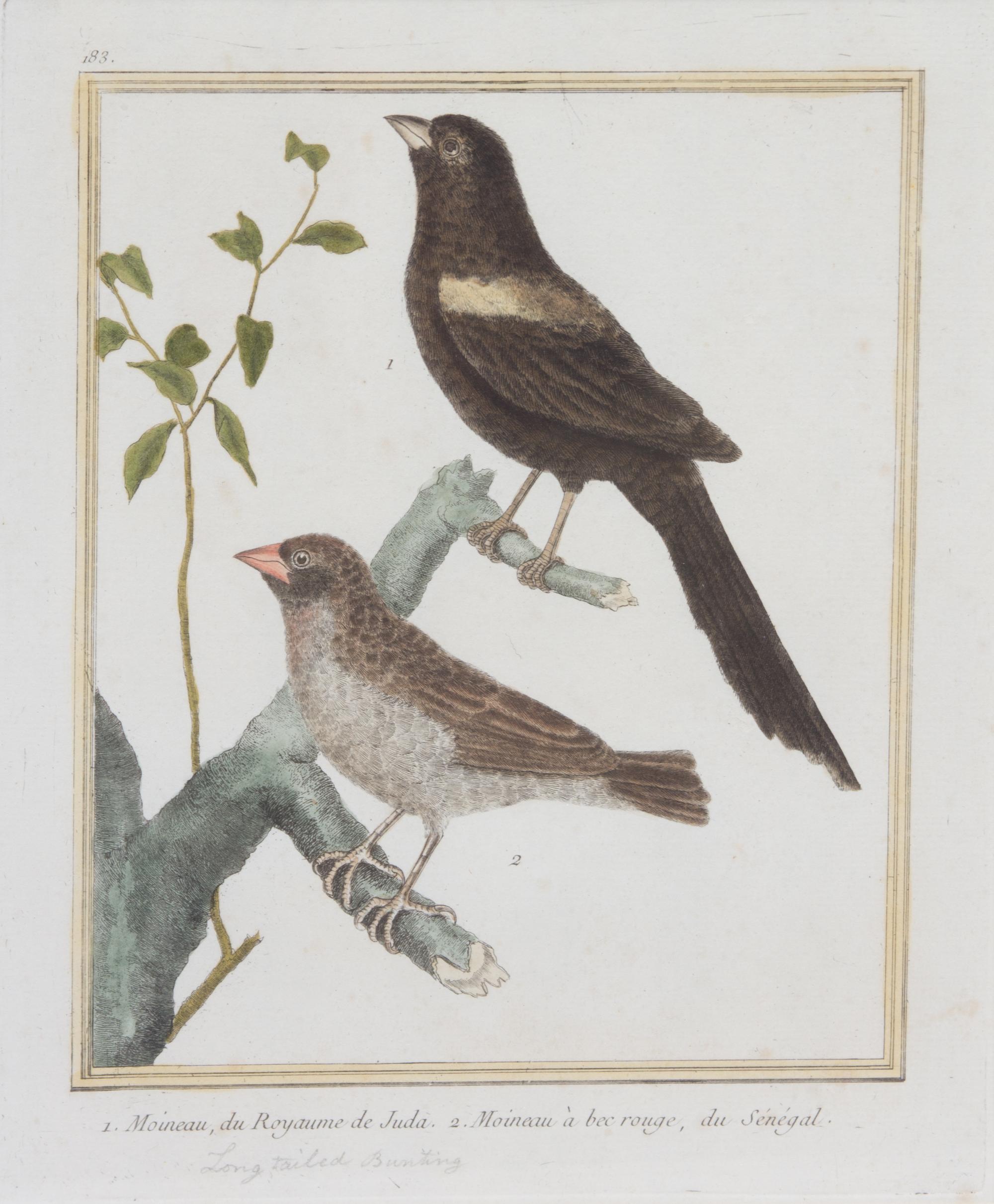 A Group of Six Hand-Colored Ornithological Engravings Height of each plate 9 1/2 x width 7 1/4 inches. — 20TH CENTURY