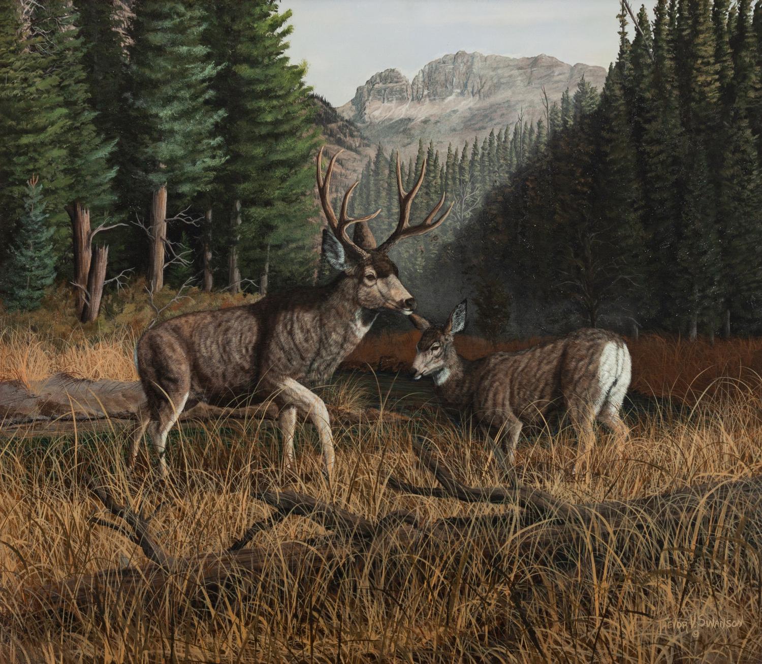 Whitetail Deer