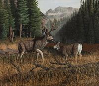Whitetail Deer