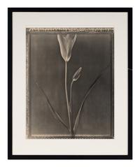 Miniature Tulip , 1996