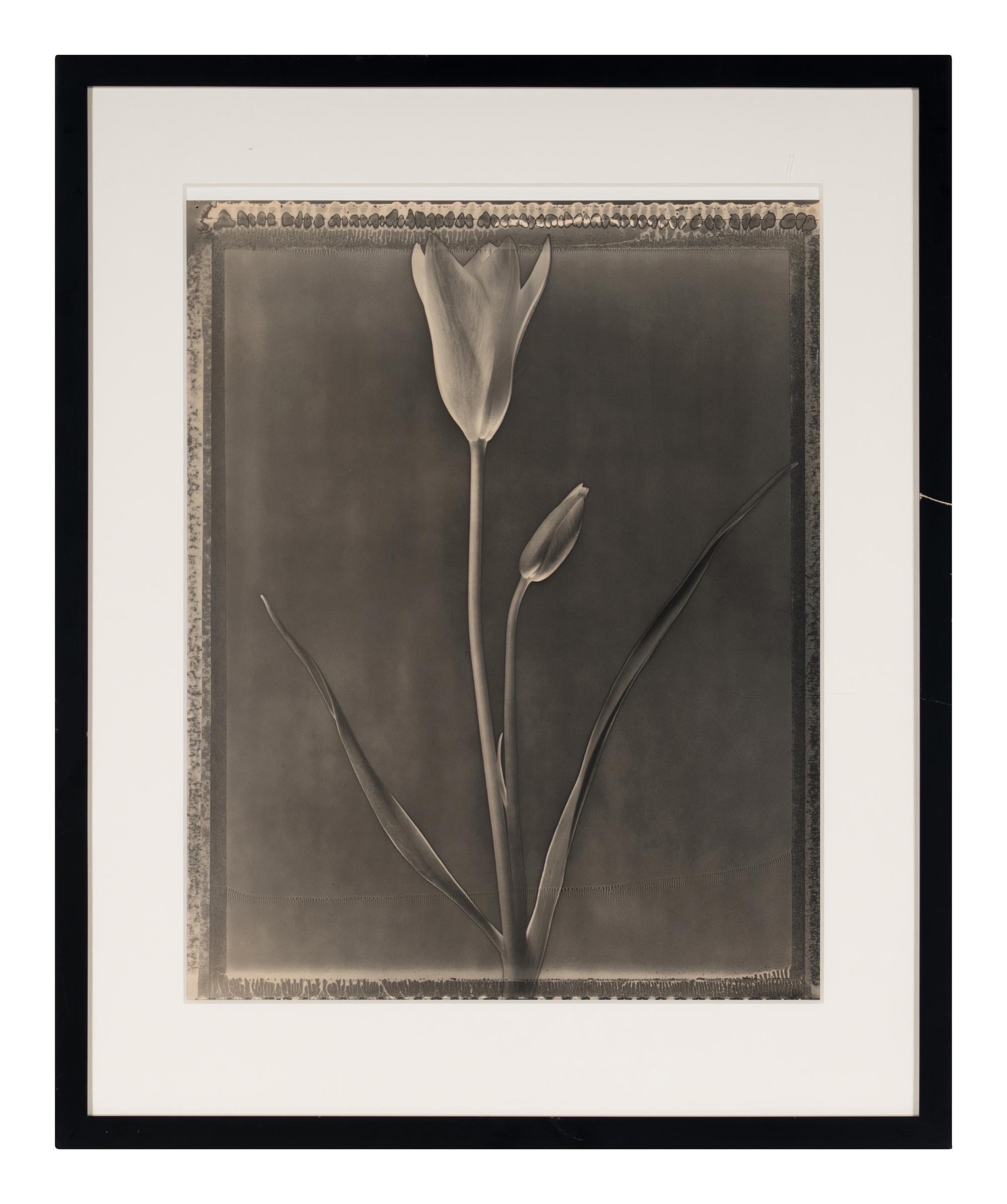 Miniature Tulip , 1996