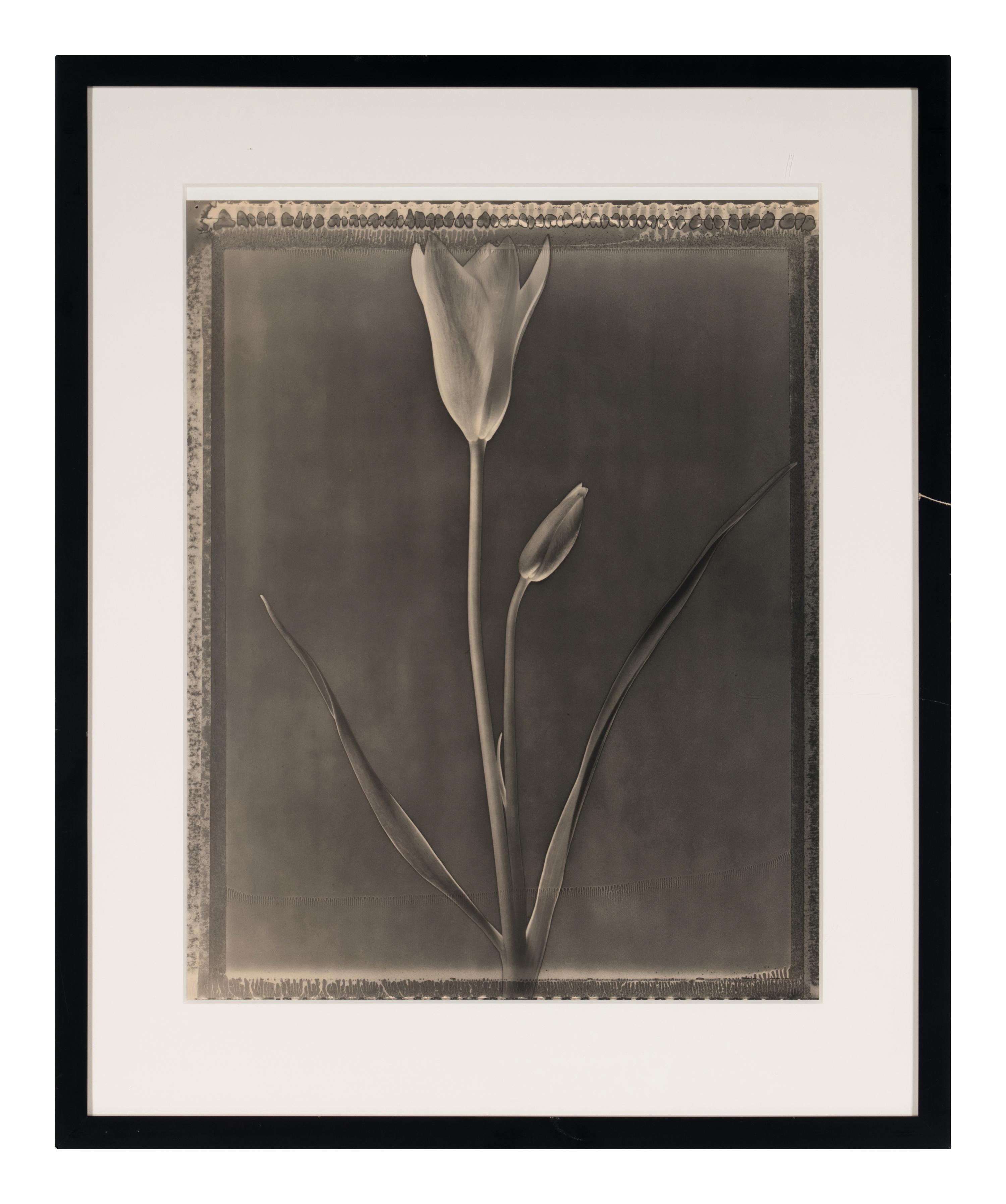 Miniature Tulip , 1996