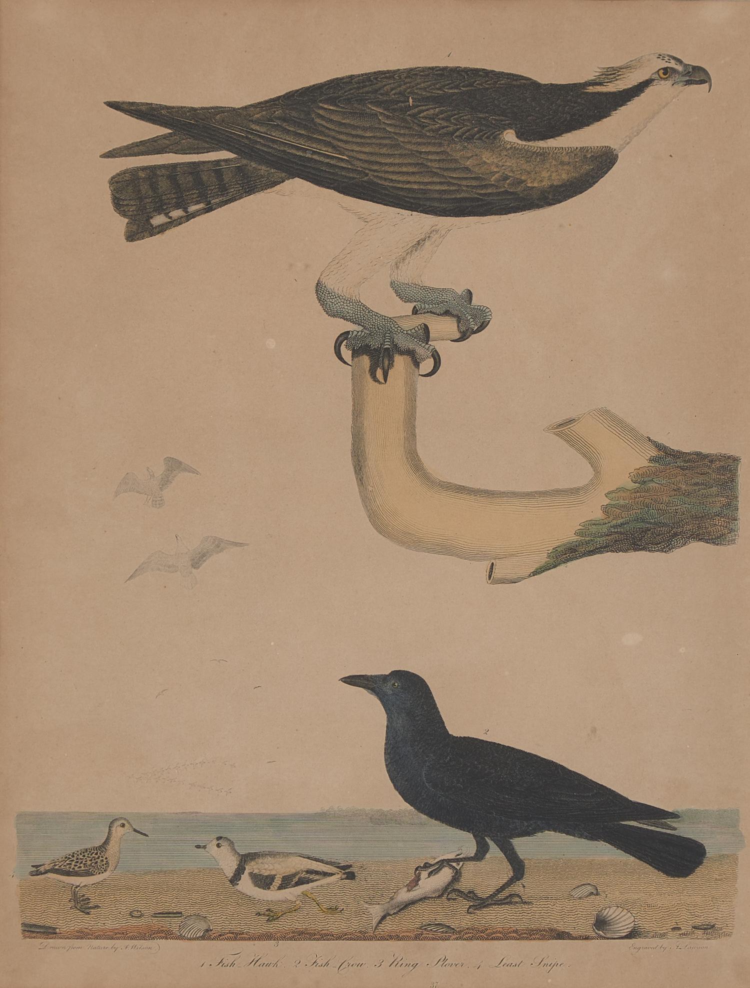 Alexander Lawson (1773-1846) and John G. Warnicke (died 1818), After Alexander Wilson (1766-1813), A Set of Sixteen Hand-Colored Engravings of Various Birds