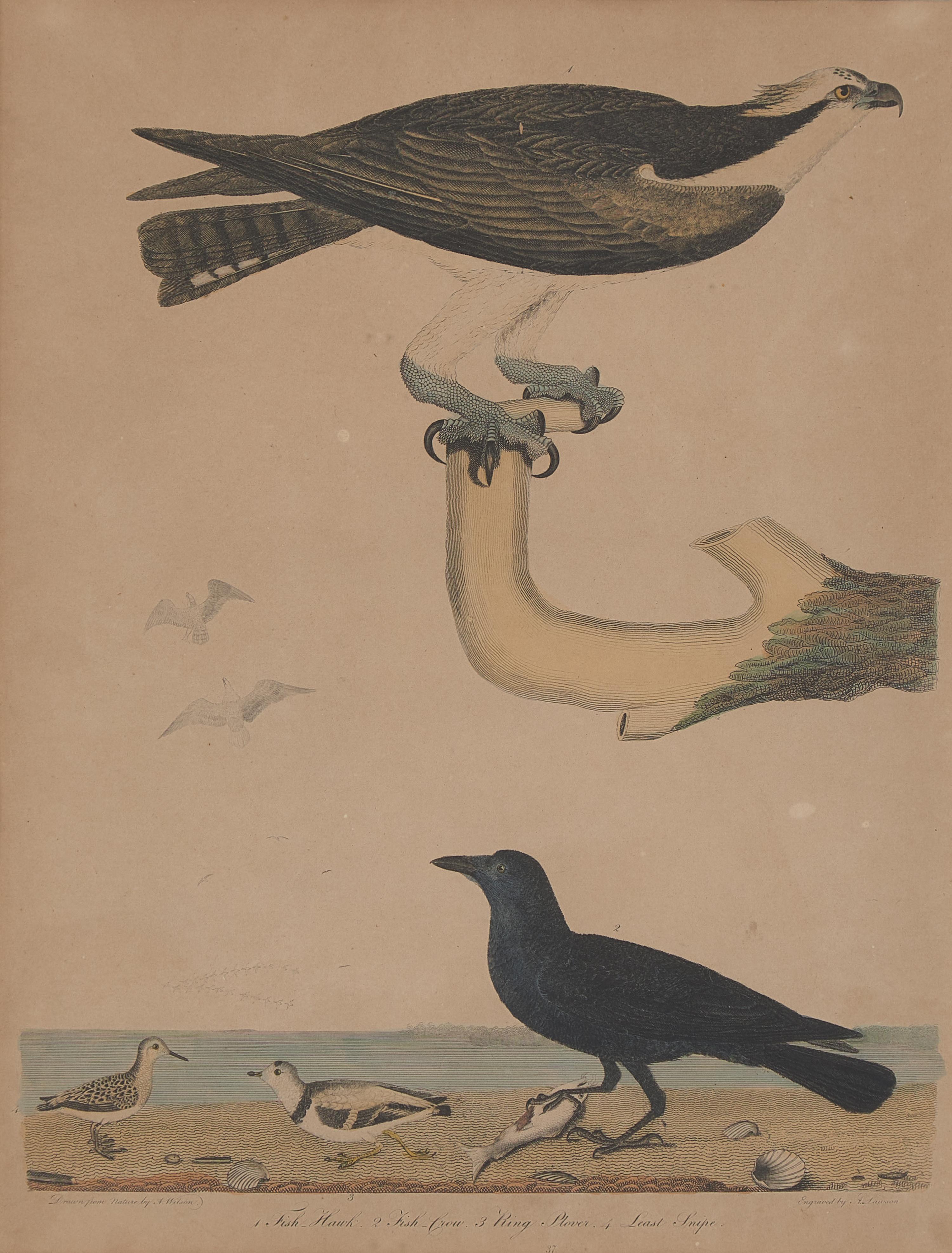 Alexander Lawson (1773-1846) and John G. Warnicke (died 1818), After Alexander Wilson (1766-1813), A Set of Sixteen Hand-Colored Engravings of Various Birds