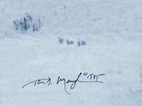 Bison in Snow , edition 89/950