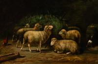 Sheep