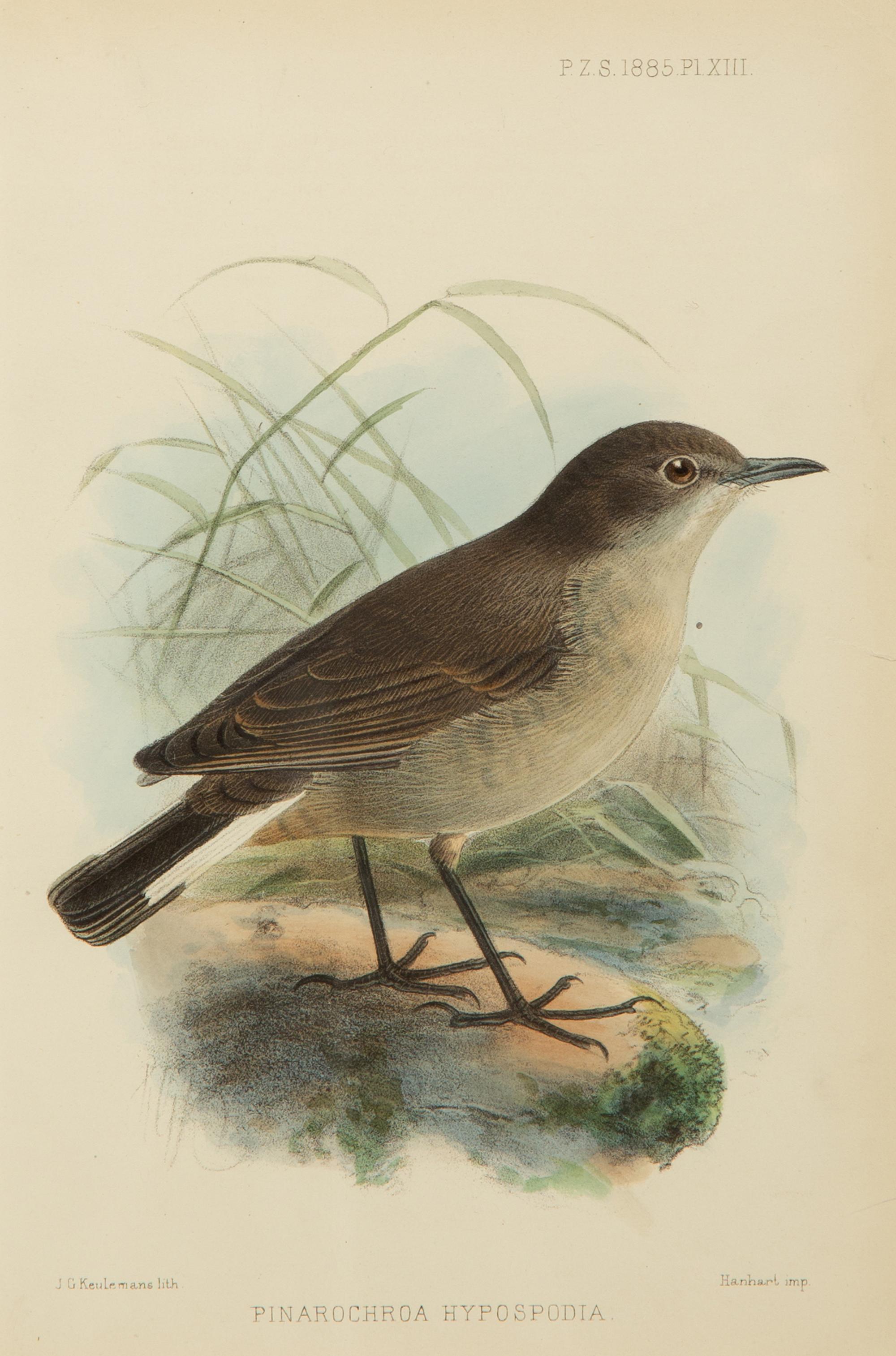 A Group of Nine Ornithological Prints — 19TH/20TH CENTURY