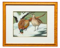 Ring-Neck Pheasant