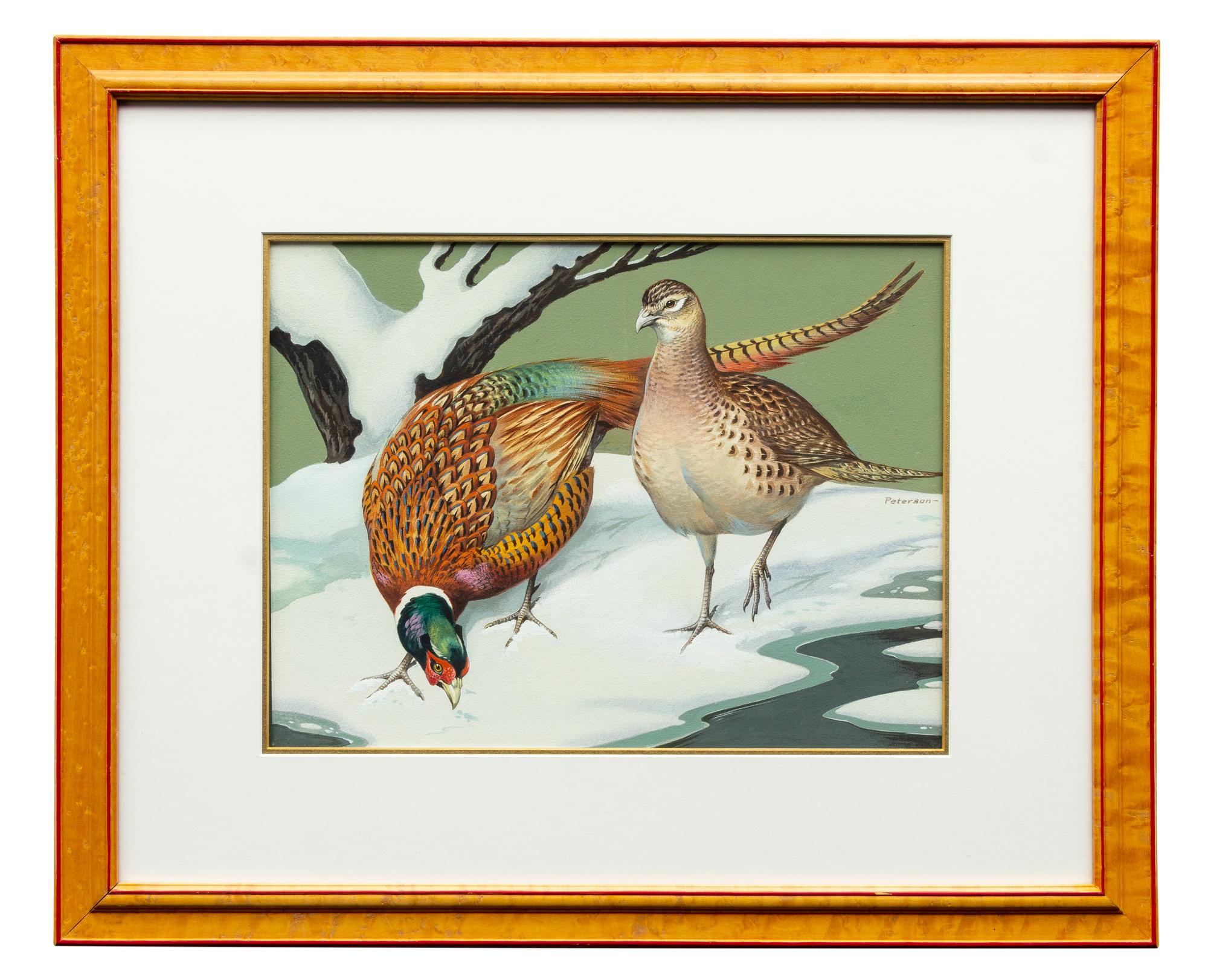 Ring-Neck Pheasant