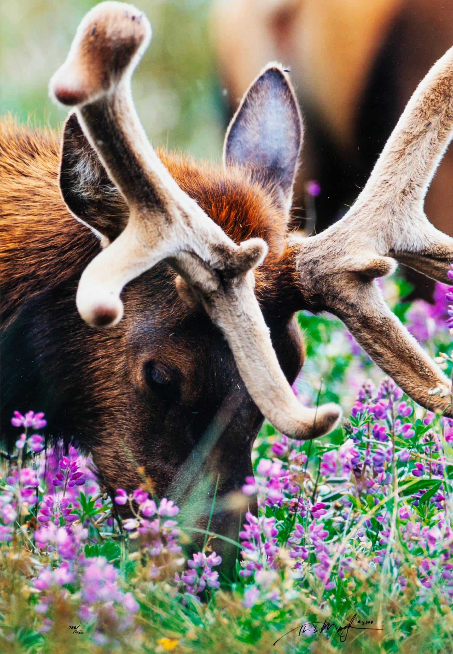 Velvet and Lupine , edition 788/1500