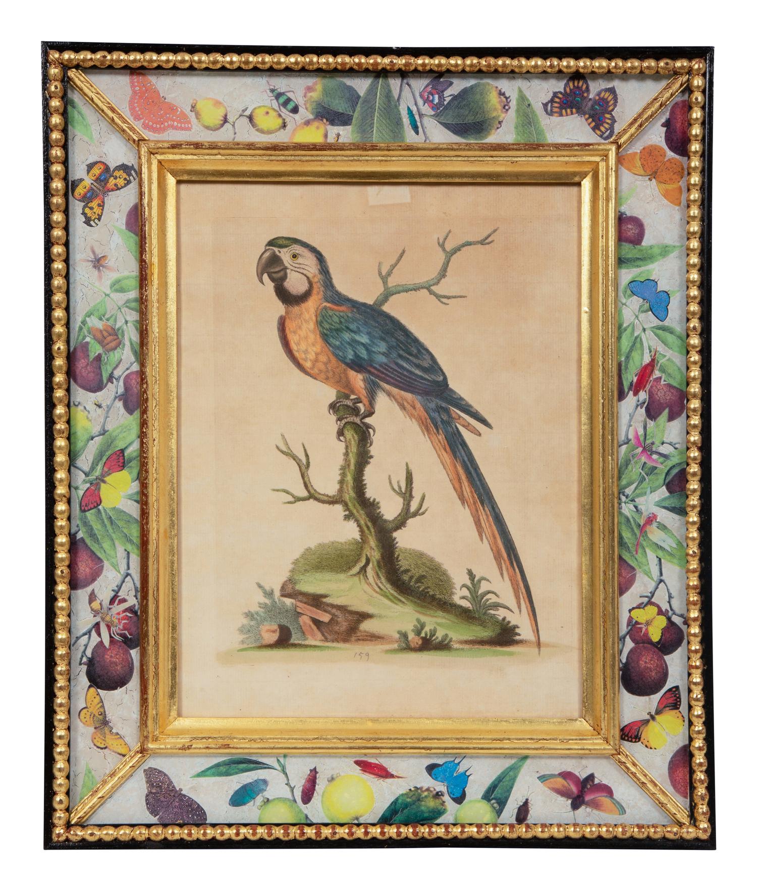 A Set of Twelve Hand-Colored Engravings of Parrots from A Natural History of Uncommon Birds by George Edwards (English, 1694-1773)