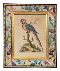 A Set of Twelve Hand-Colored Engravings of Parrots from A Natural History of Uncommon Birds by George Edwards (English, 1694-1773)