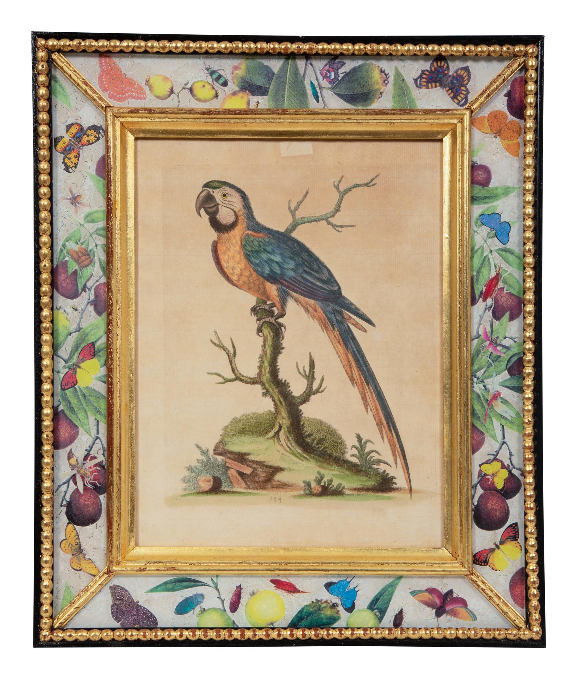 A Set of Twelve Hand-Colored Engravings of Parrots from A Natural History of Uncommon Birds by George Edwards (English, 1694-1773)