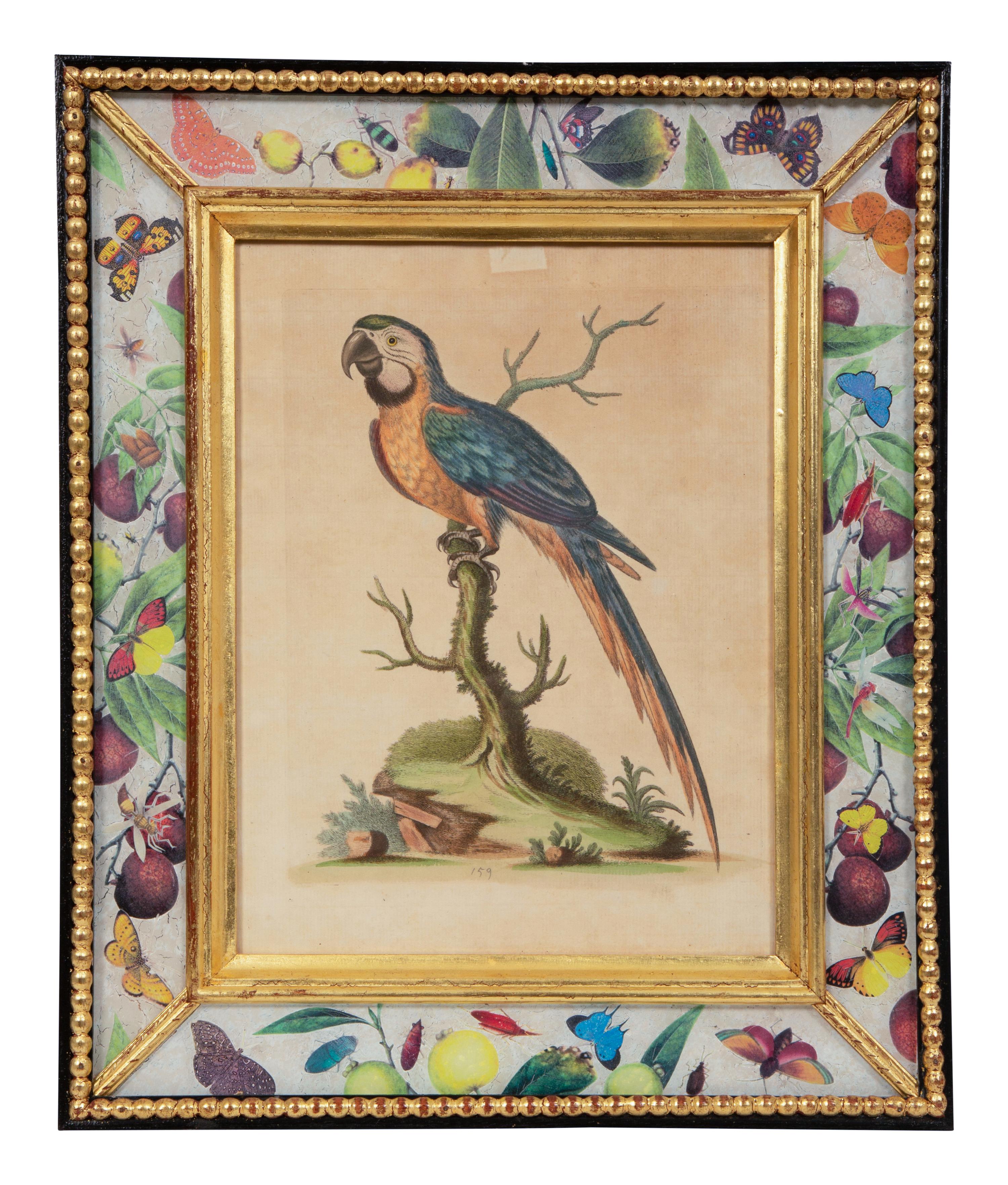 A Set of Twelve Hand-Colored Engravings of Parrots from A Natural History of Uncommon Birds by George Edwards (English, 1694-1773)