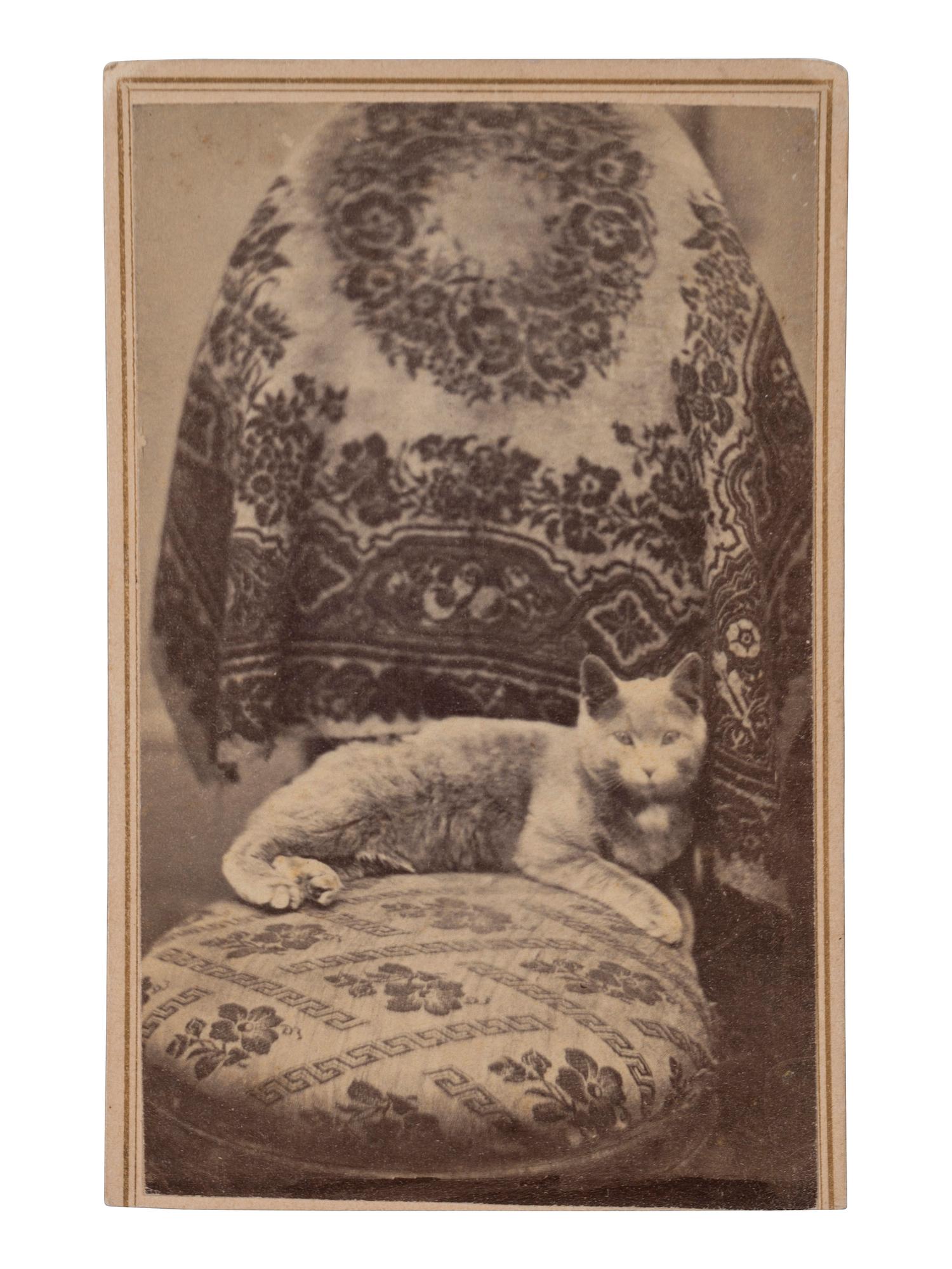 [EARLY PHOTOGRAPHY]. PHRAENER, B.W.T., photographer. CDV of a cat posed in a studio setting. Hagerstown, MD.