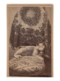 [EARLY PHOTOGRAPHY]. PHRAENER, B.W.T., photographer. CDV of a cat posed in a studio setting. Hagerstown, MD.