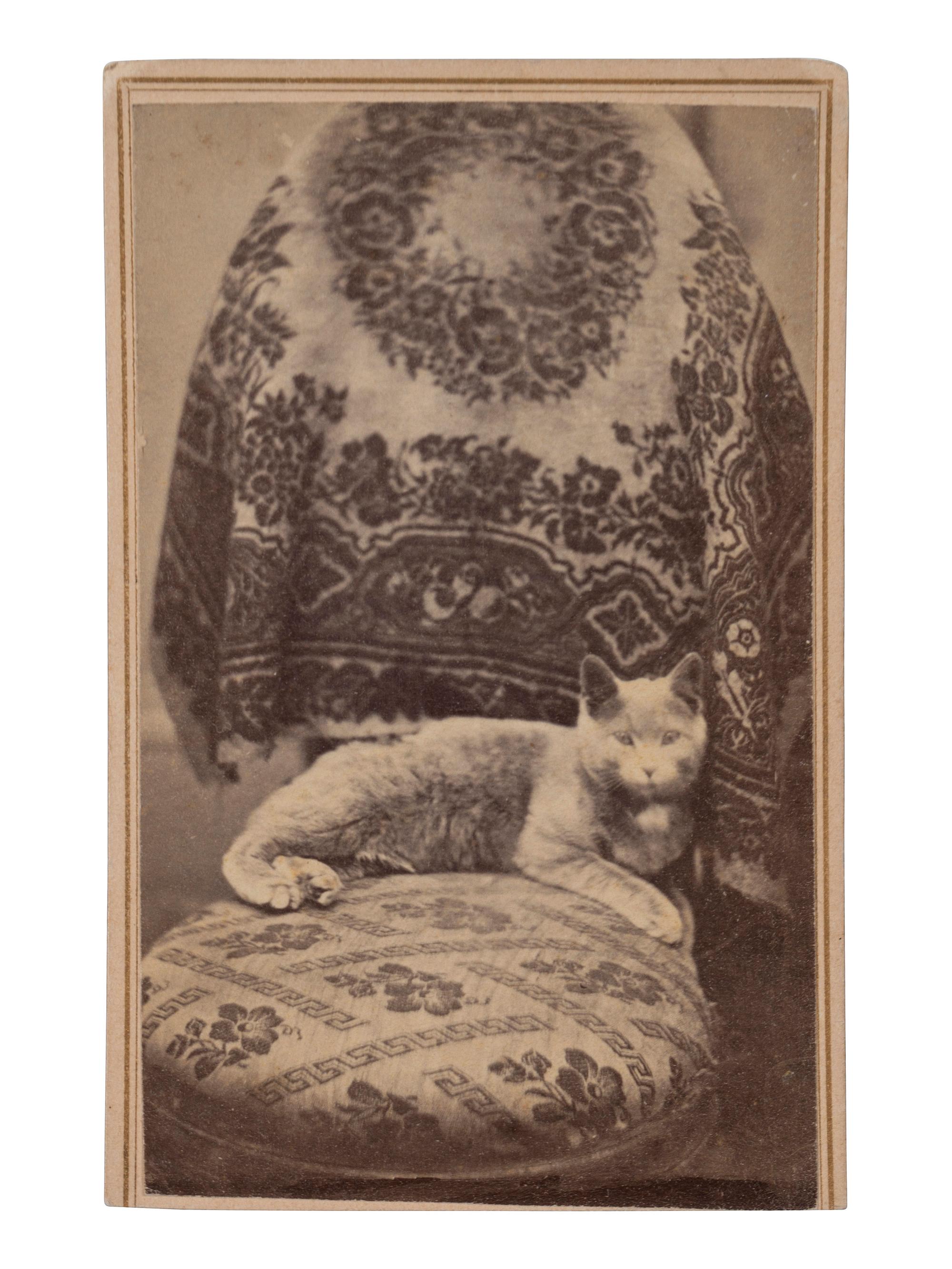 [EARLY PHOTOGRAPHY]. PHRAENER, B.W.T., photographer. CDV of a cat posed in a studio setting. Hagerstown, MD.