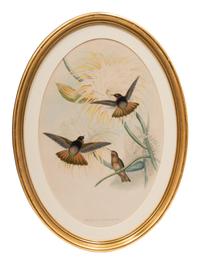 Two Ornithological Prints from 'John Gould's Birds of Great Britain'