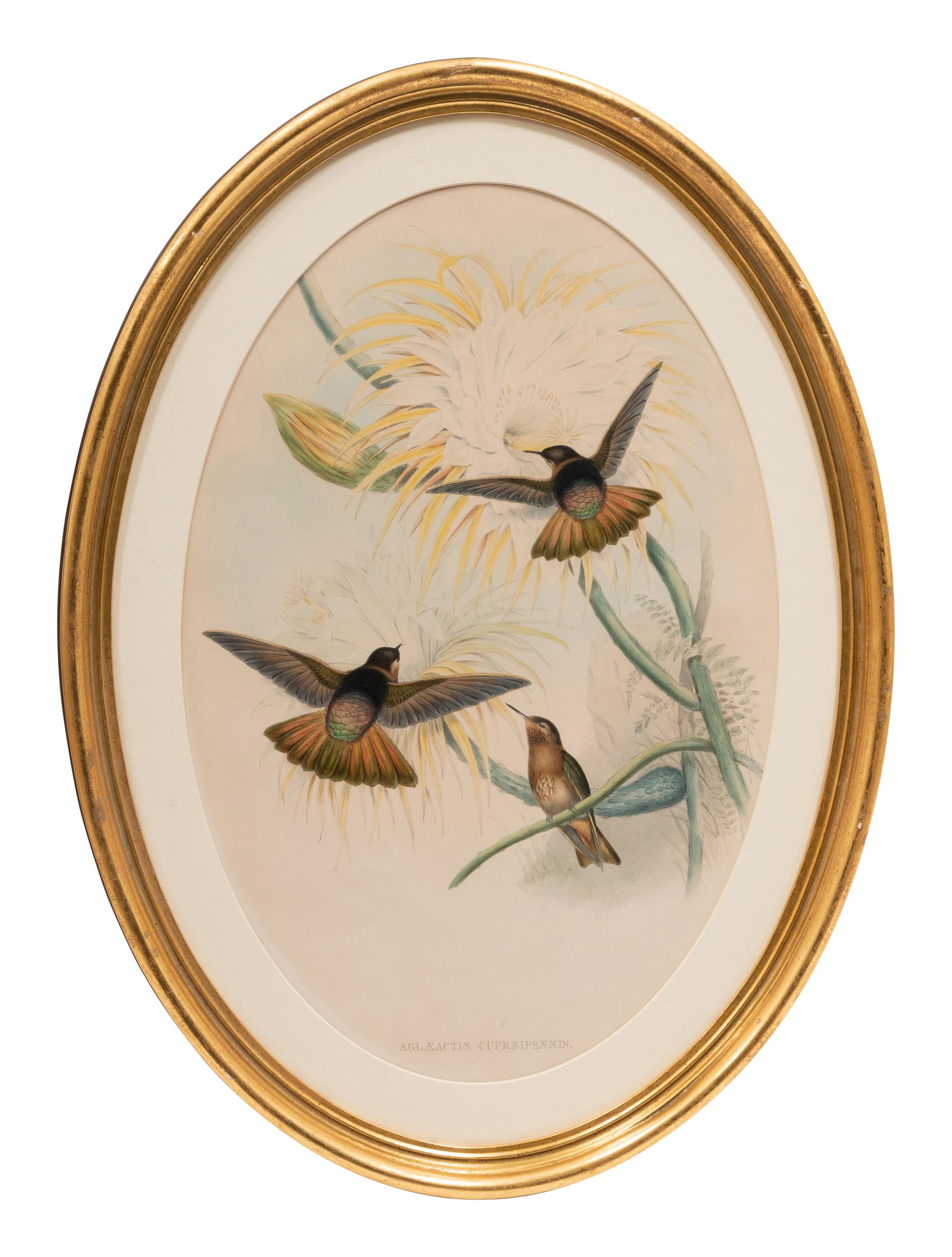 Two Ornithological Prints from 'John Gould's Birds of Great Britain'