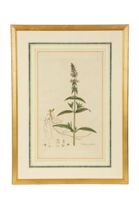 A Set of Eight Gilt Framed Hand Colored Botanical Etchings