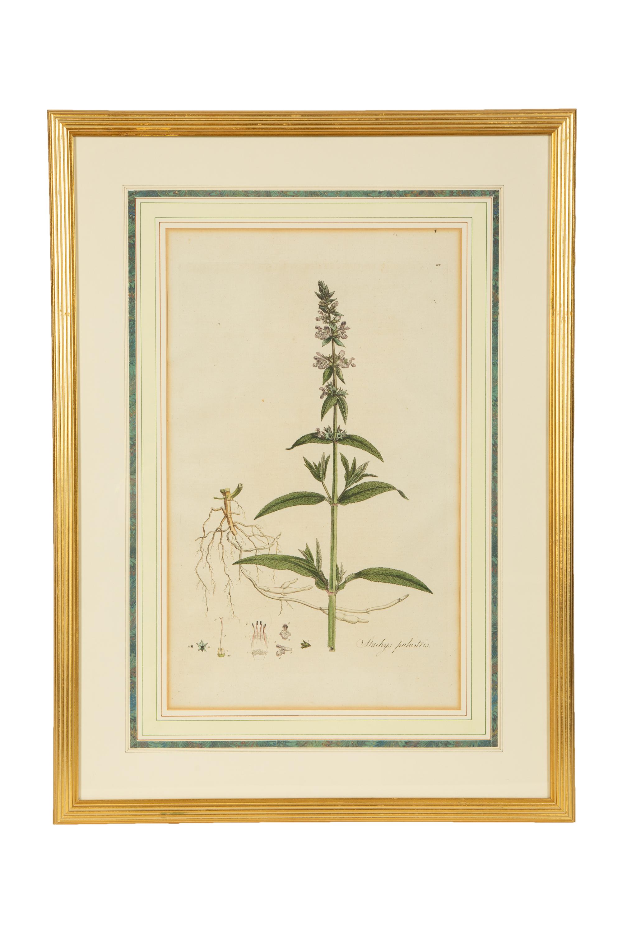 A Set of Eight Gilt Framed Hand Colored Botanical Etchings