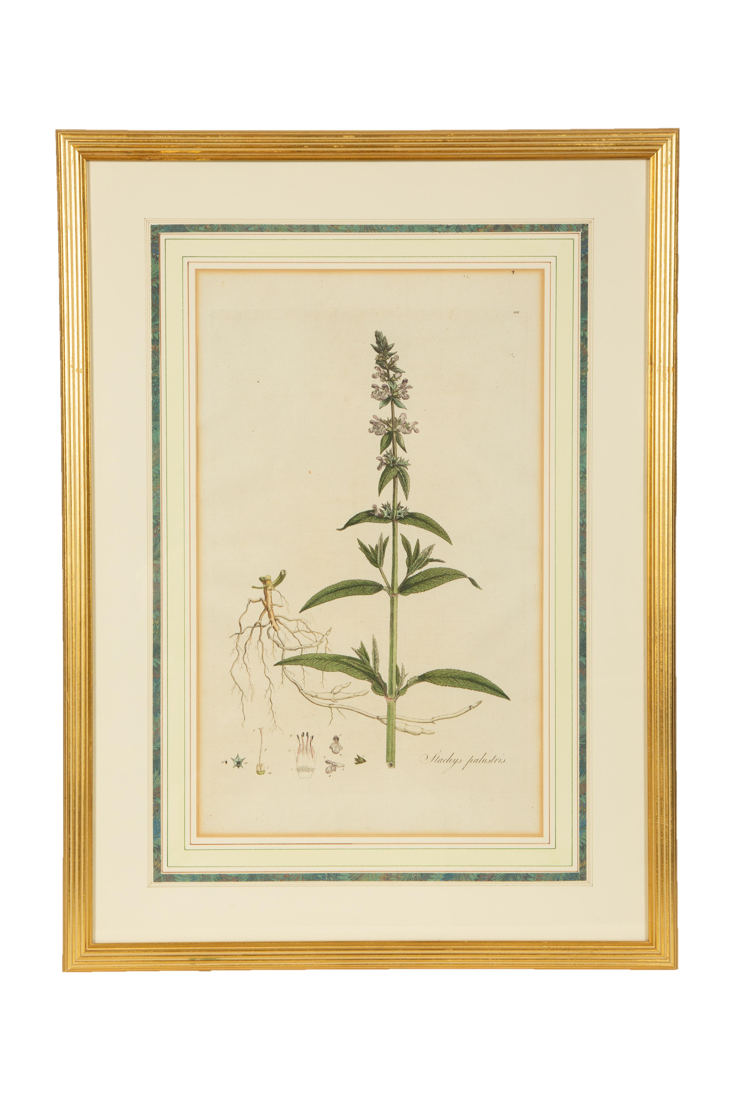 A Set of Eight Gilt Framed Hand Colored Botanical Etchings