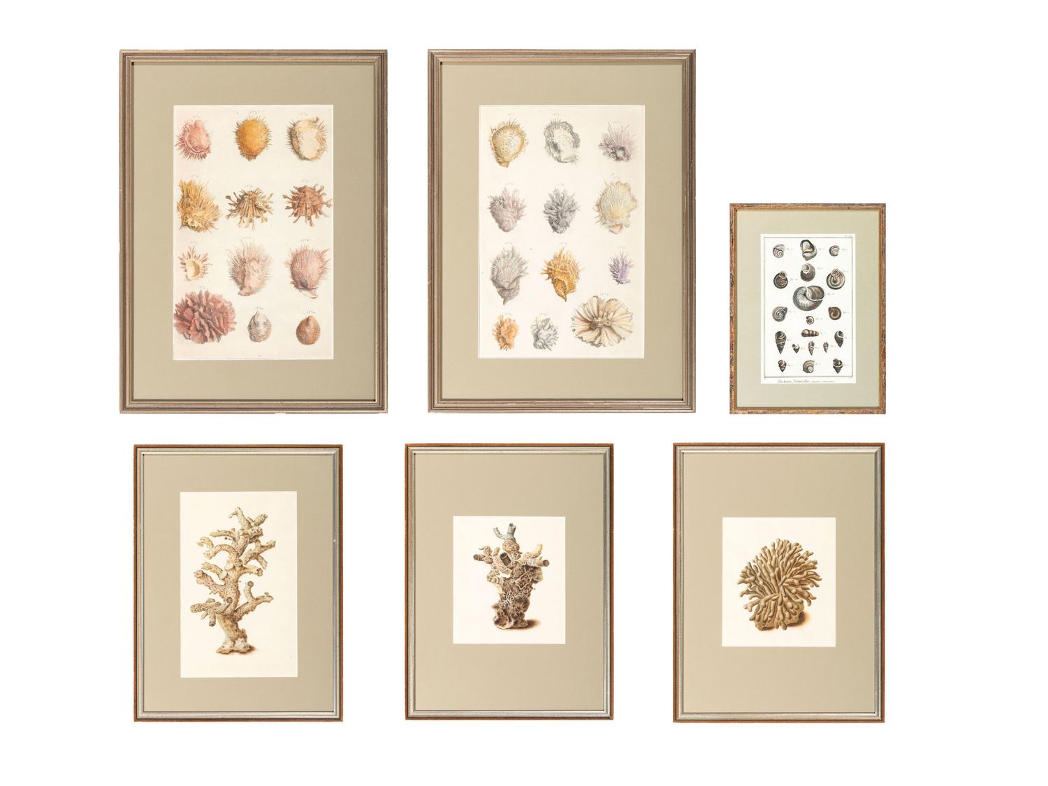 Six Hand-Colored Shell and Coral Engravings
