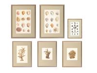 Six Hand-Colored Shell and Coral Engravings