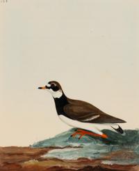 Six Bird Portraits