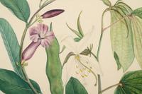 A Set of Six Botanical Artworks