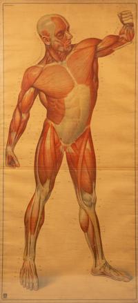 A Pair of German Large Medical Study Prints: Original Deutches Hygiene Museum — CC Meinhold & Sohne, Dresden