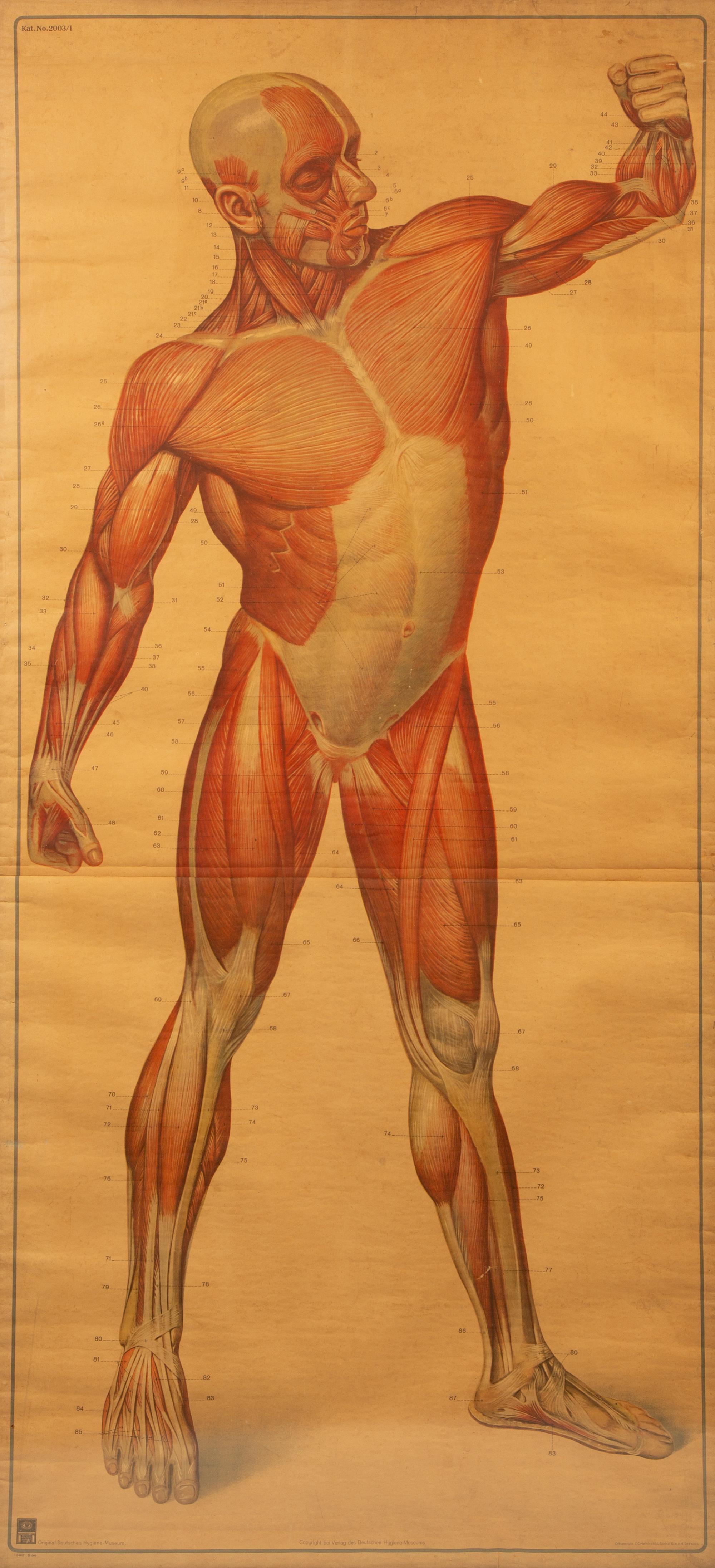 A Pair of German Large Medical Study Prints: Original Deutches Hygiene Museum — CC Meinhold & Sohne, Dresden