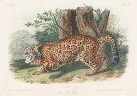 [Prints] Audubon, John James Group of 6 Lithographs from the Quadrupeds of America