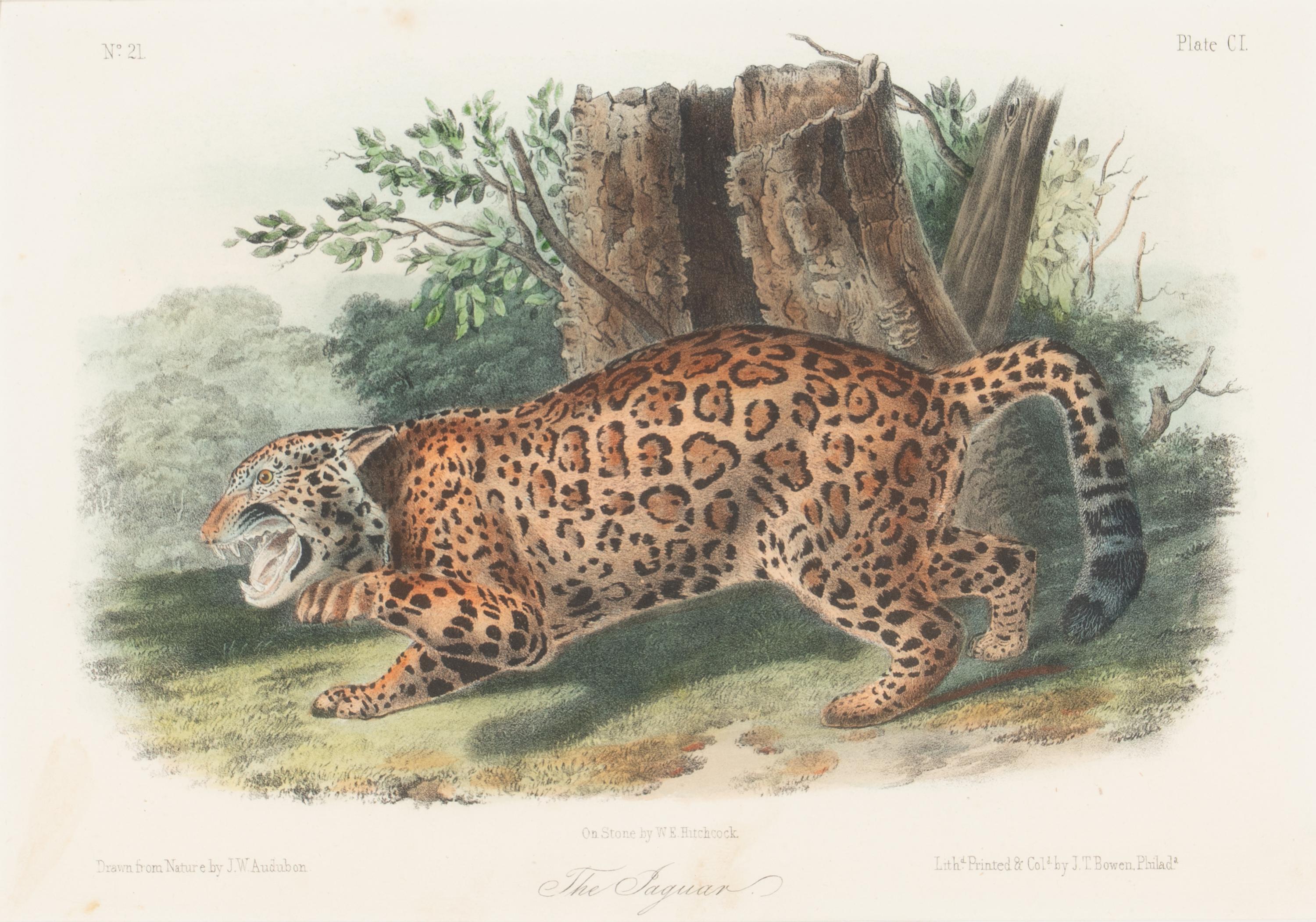 [Prints] Audubon, John James Group of 6 Lithographs from the Quadrupeds of America