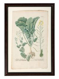 Nine Vegetable Aquatints