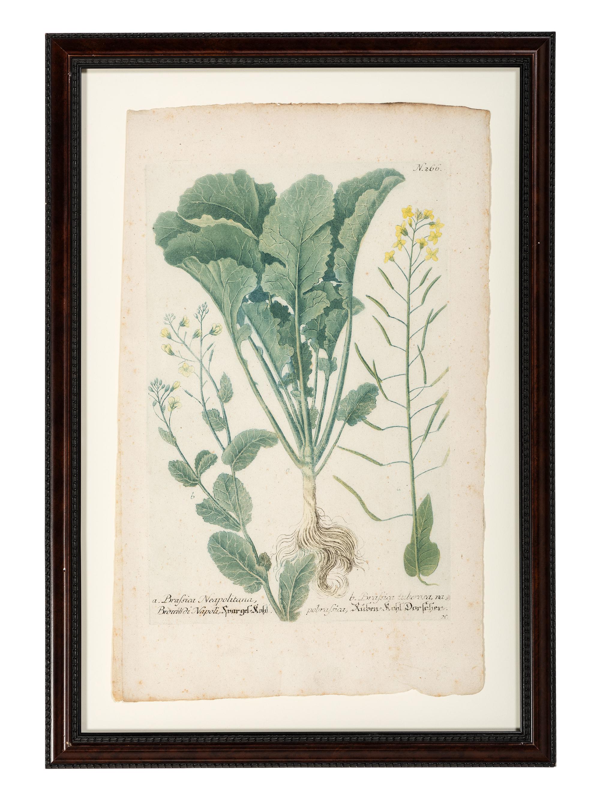 Nine Vegetable Aquatints
