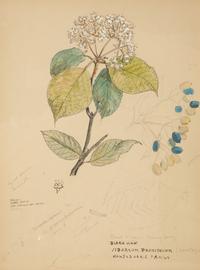 Eighteen Botanical Watercolors