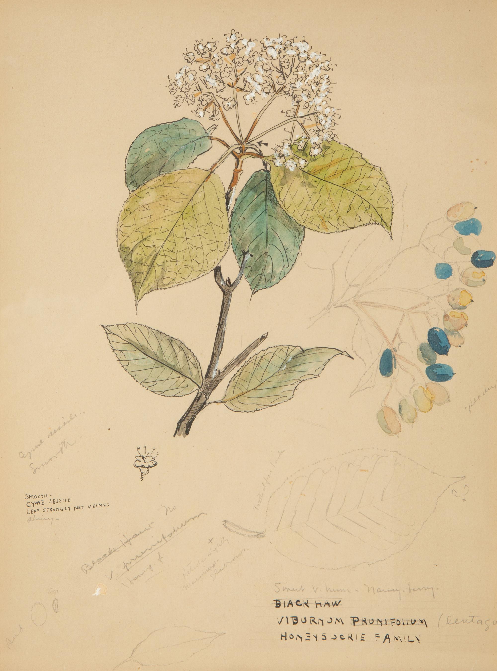 Eighteen Botanical Watercolors