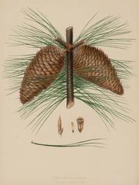 A Pair of Large Hand-Colored Botanical Engravings