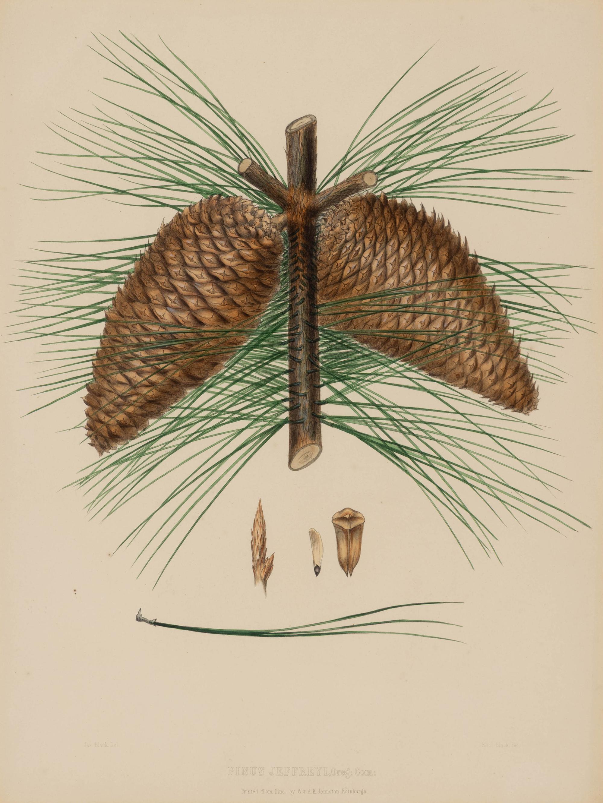A Pair of Large Hand-Colored Botanical Engravings
