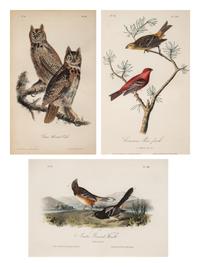AUDUBON, John James (1785-1852) et al, after A group of 10 octavo-format prints, comprising: