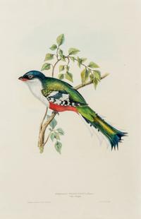 GOULD, John (1804-1881)