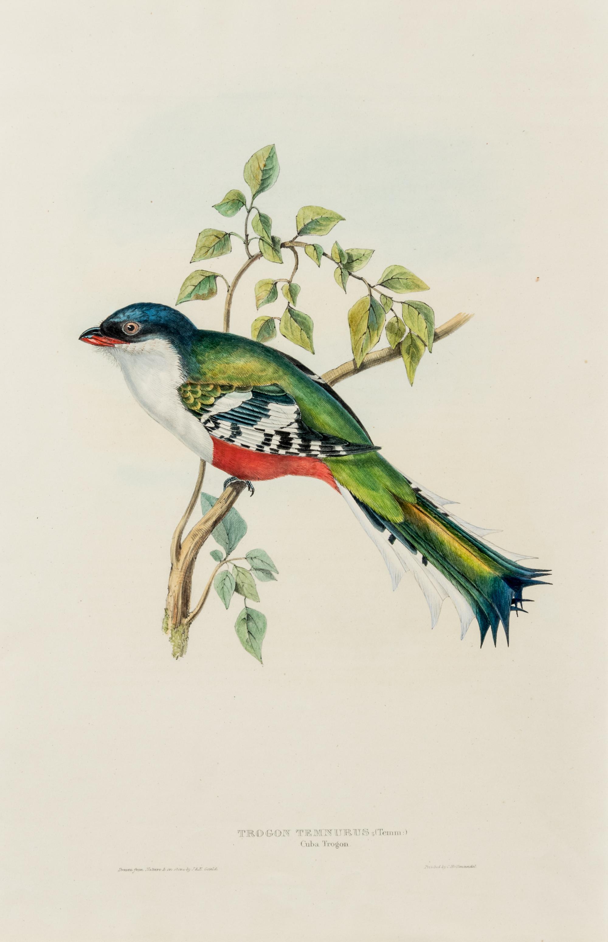 GOULD, John (1804-1881)