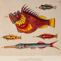 A Suite of Thirteen Framed Giclee Prints of Colorful Tropical Fish — 20TH/21ST CENTURY