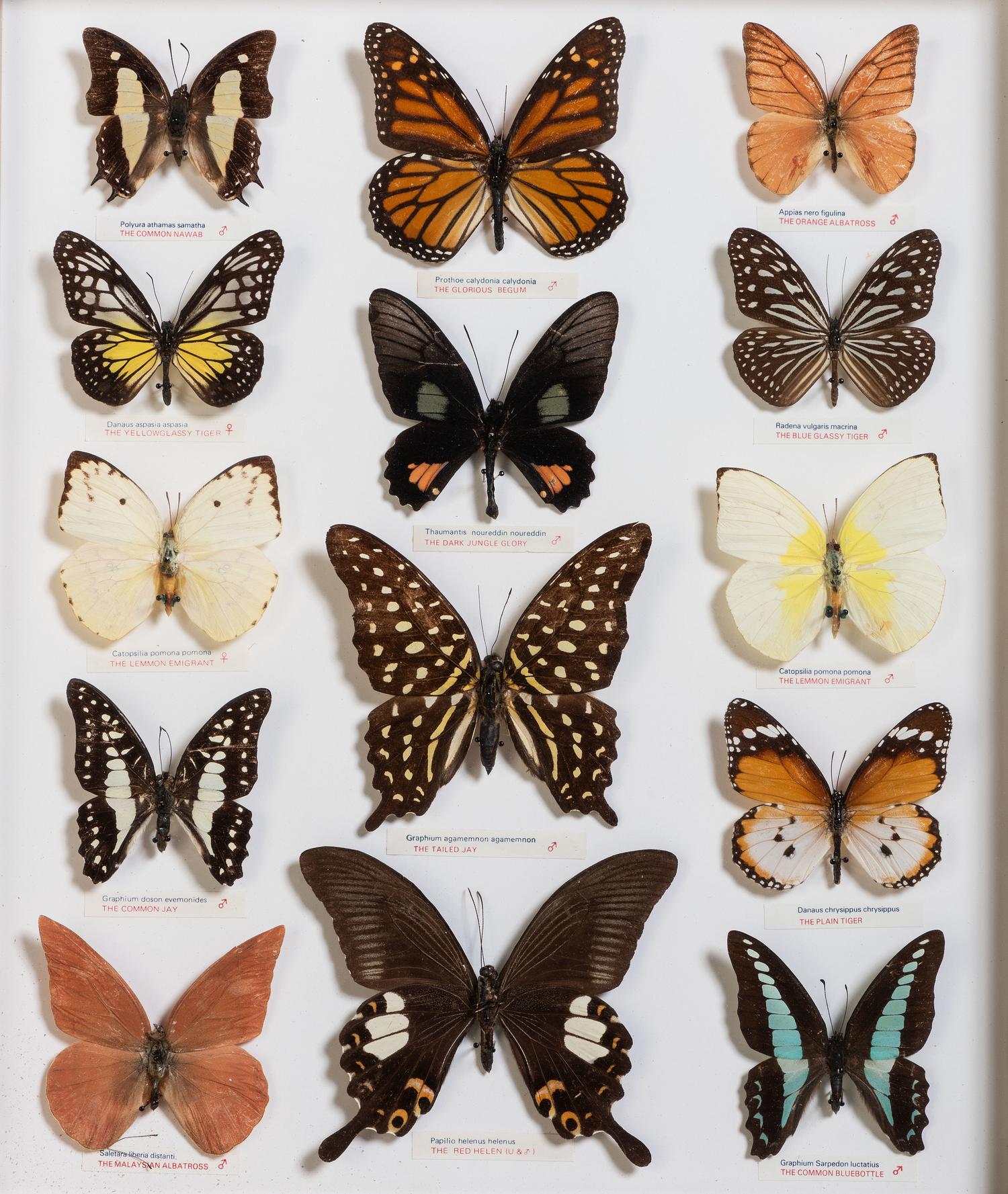 Five Framed Groups of Lepidopterological Specimens