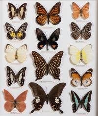 Five Framed Groups of Lepidopterological Specimens