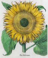 (BESLER, BASILIUS, after) Flos Solis maior. Eichstatt Nuremberg, 1613 or 1640. Hand-colored engraving.