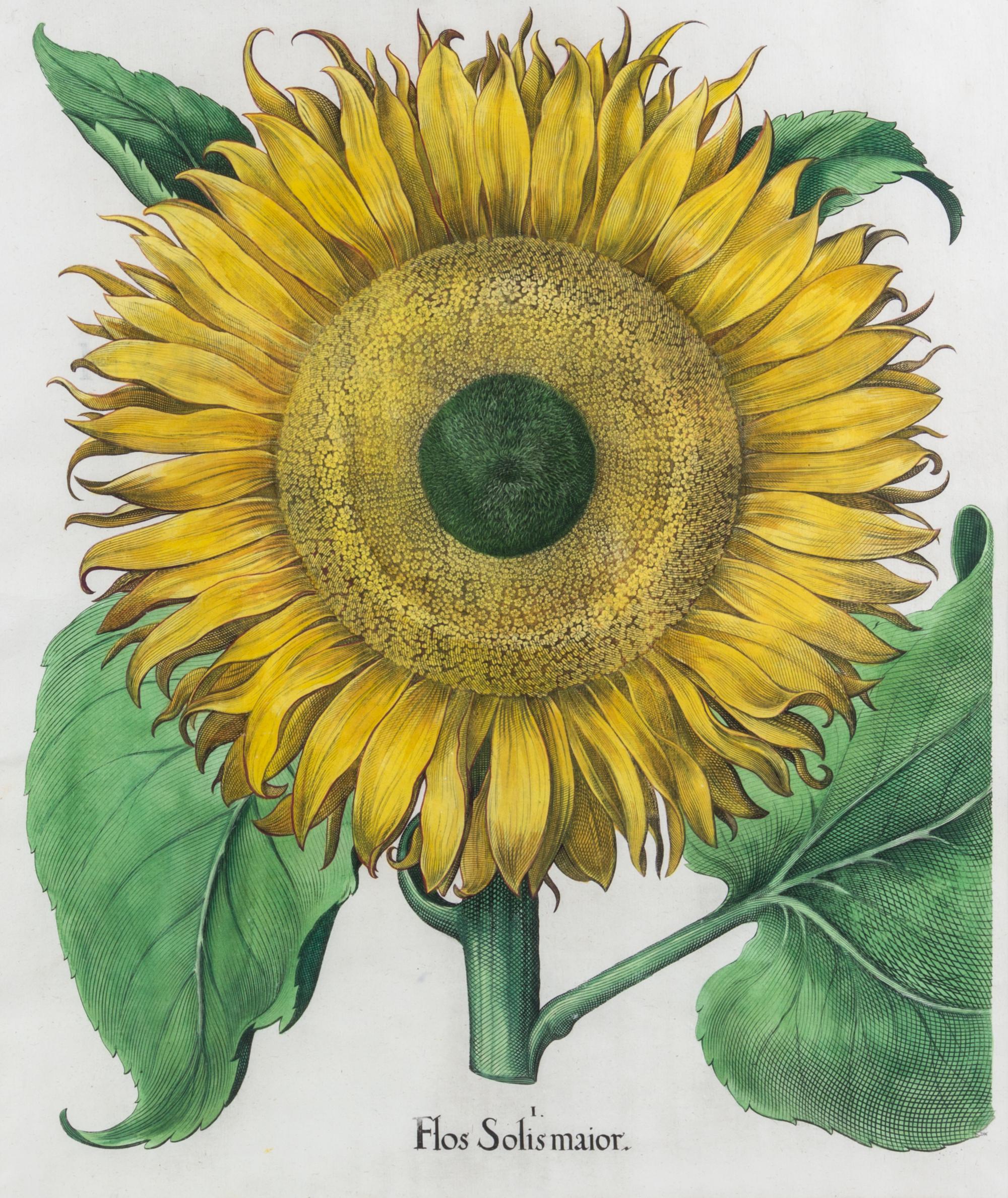 (BESLER, BASILIUS, after) Flos Solis maior. Eichstatt Nuremberg, 1613 or 1640. Hand-colored engraving.