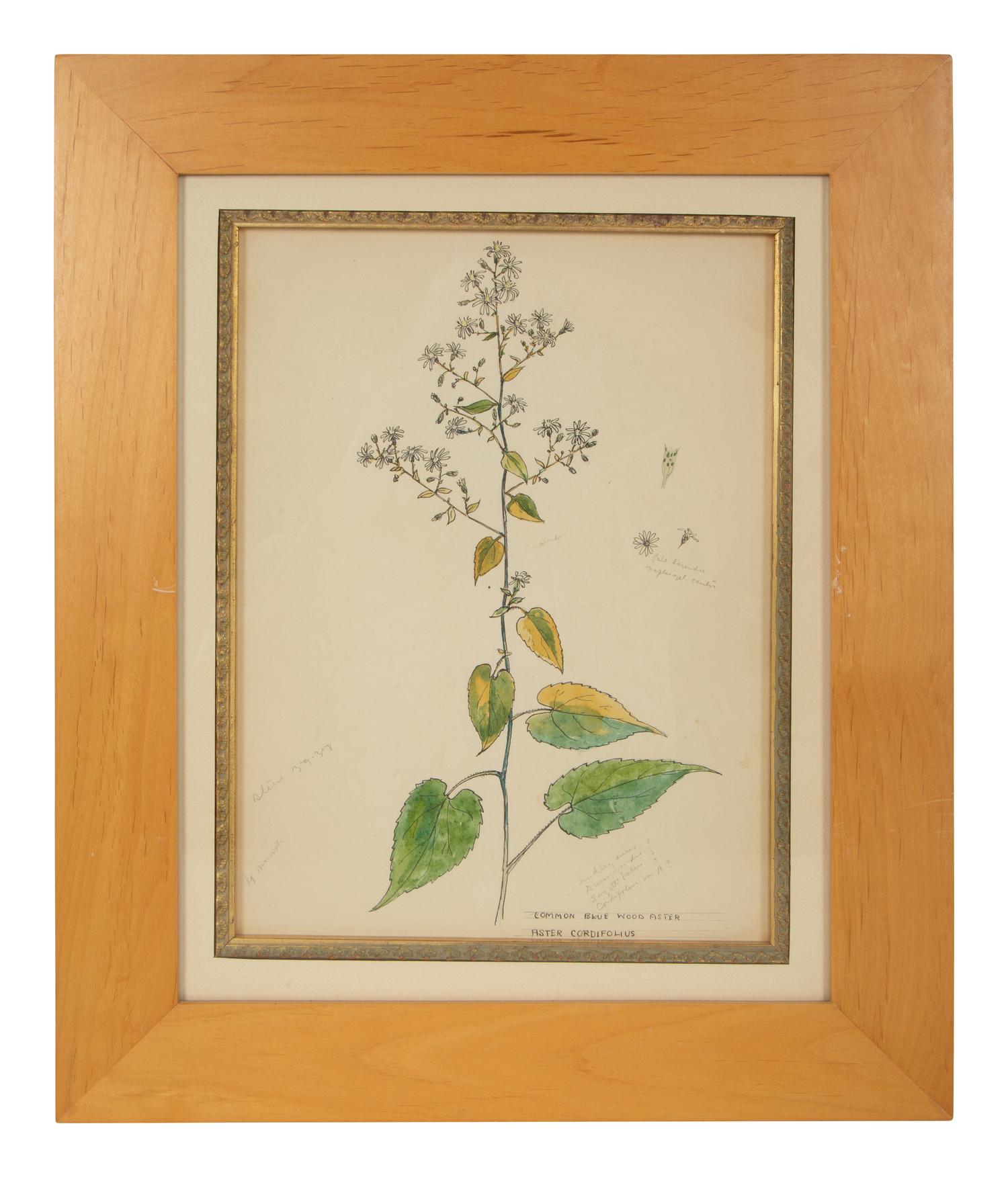 Eighteen Botanical Watercolors